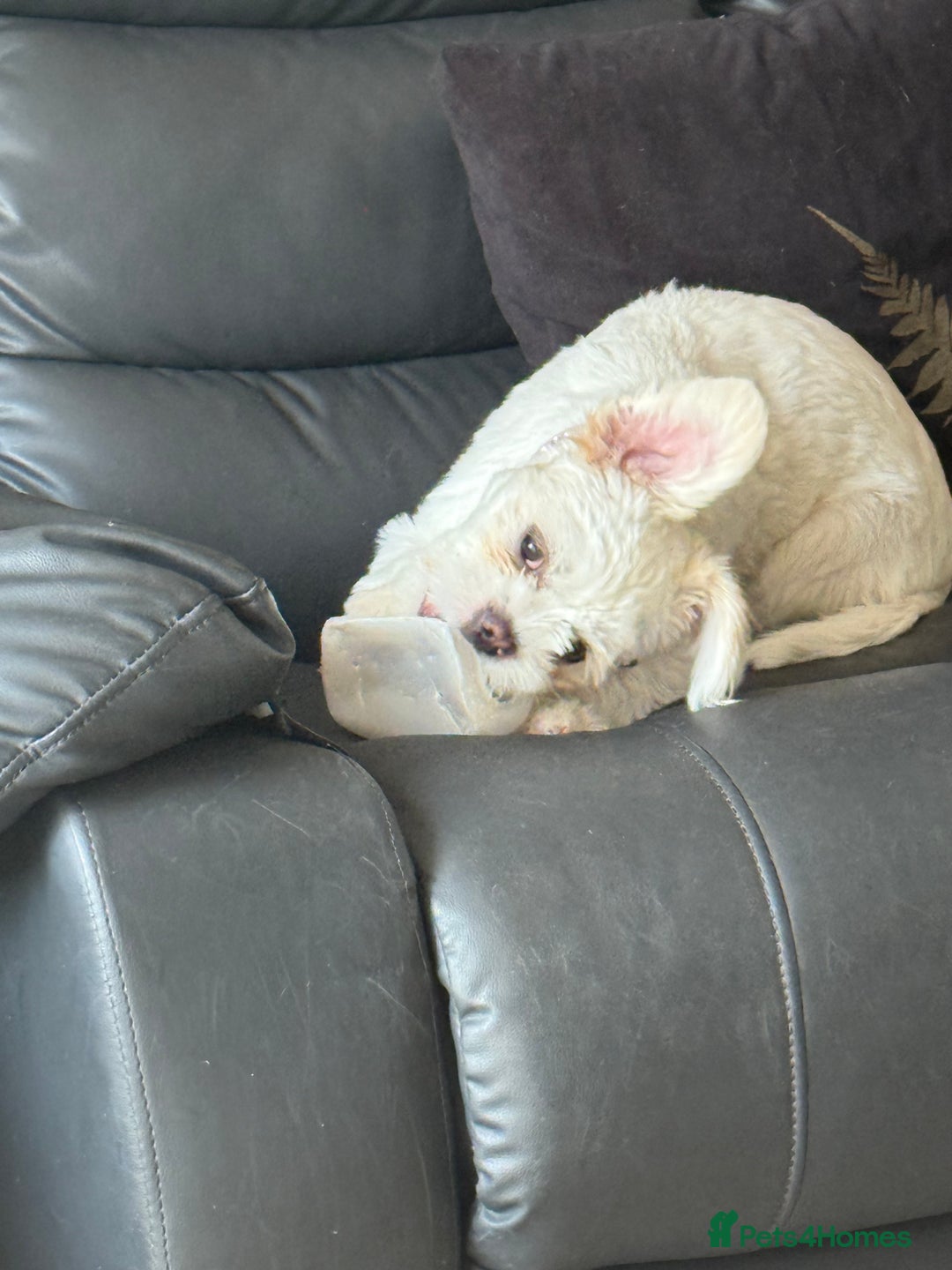 Mixed Breed dogs for sale: Little Diva!  - Image 3