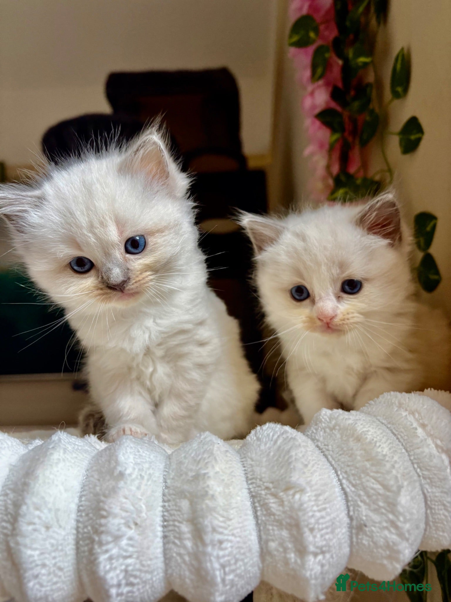Ragdoll cats 🏆✨ High Quality Ragdoll kittens TICA pedigree ✨🏆 - Advert 11
