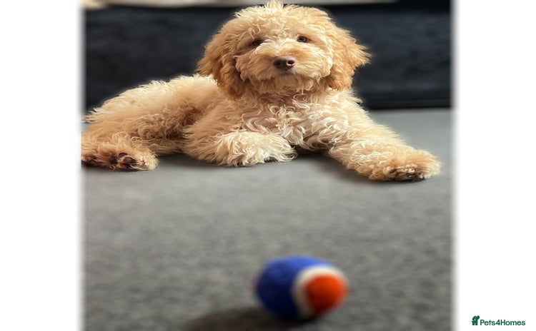 Cockapoo dogs in Leeds - Advert 4