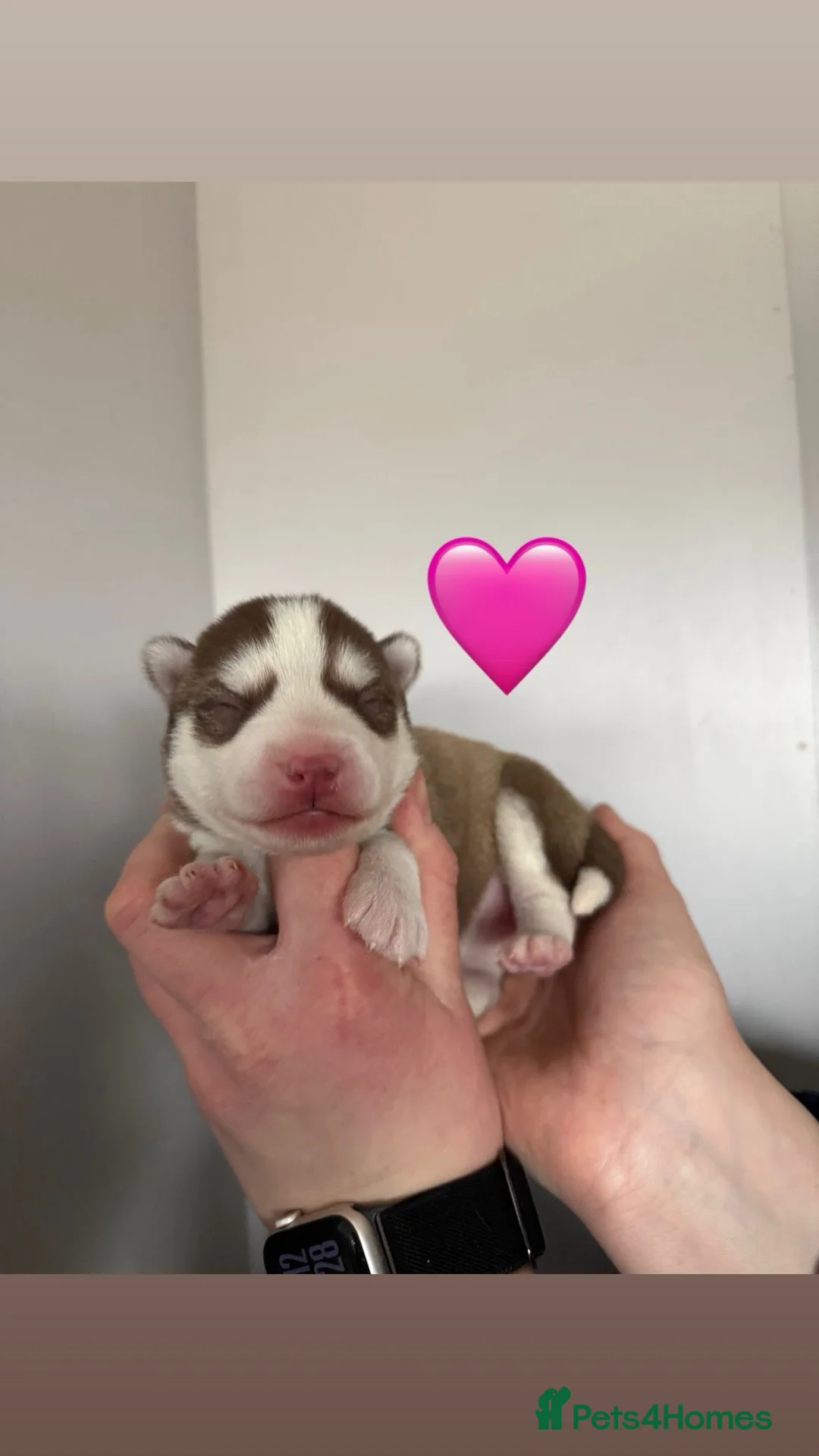 Siberian Husky dogs for sale: ✨Exceptional KC Reg Husky Puppies✨ - Advert 12