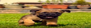 Border Terrier 2