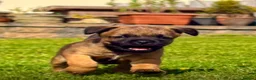 Border Terrier dogs for sale: KC registered high quality Border Terrier pups.  in Londonderry - Advert 3