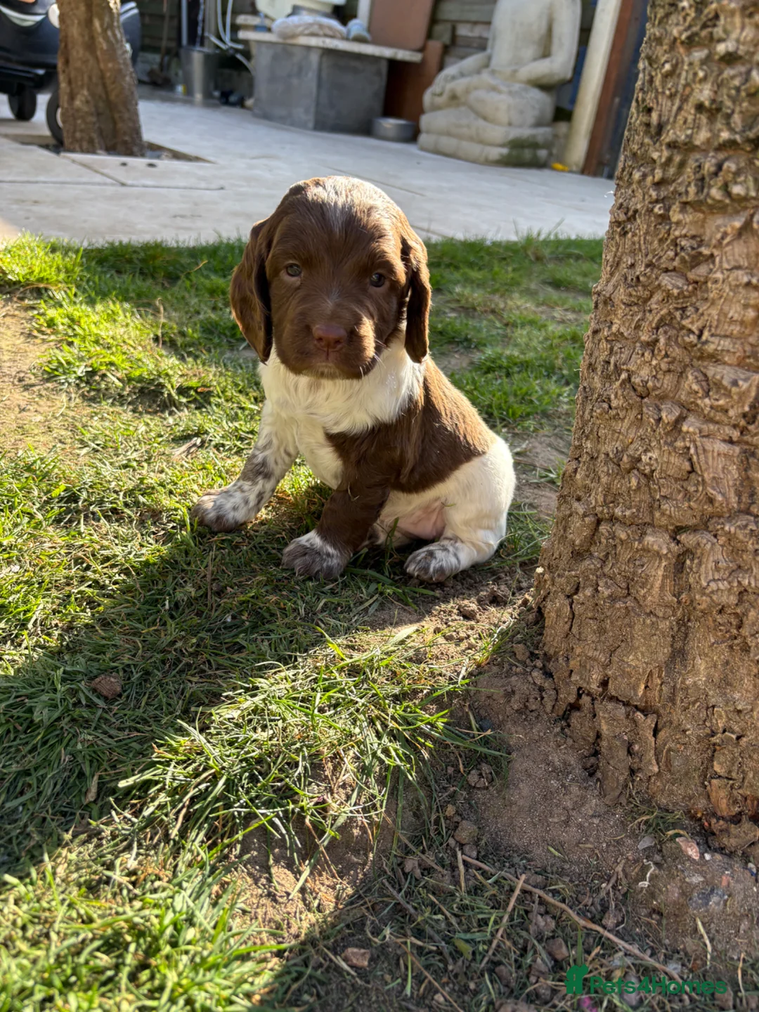 Sprocker dogs for sale: Working sprocker puppies  - Advert 1