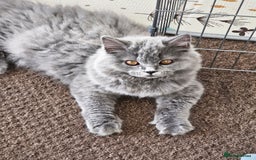 British Shorthair cats for sale: British shorthair and longhair  - Image 21
