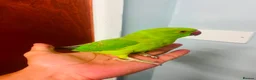 Parrots birds for sale: Parrot in Barnsley - Advert 2