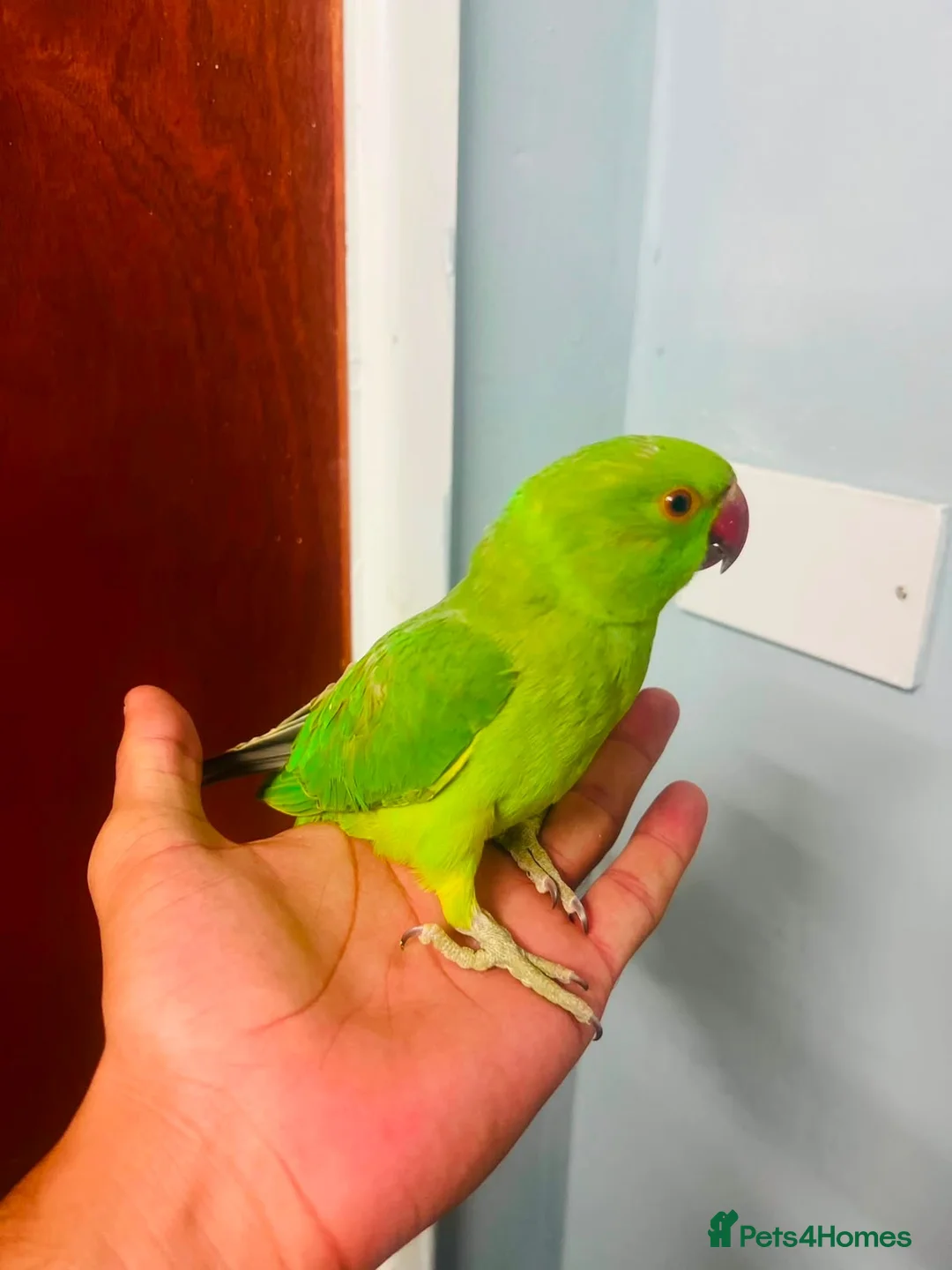 Parrots birds for sale: Parrot in Barnsley - Advert 2