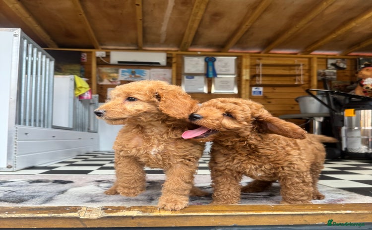Cockapoo dogs - Advert 1