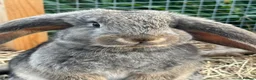 Continental Giant rabbits for sale: Giant conti with giant french lop - Advert 31