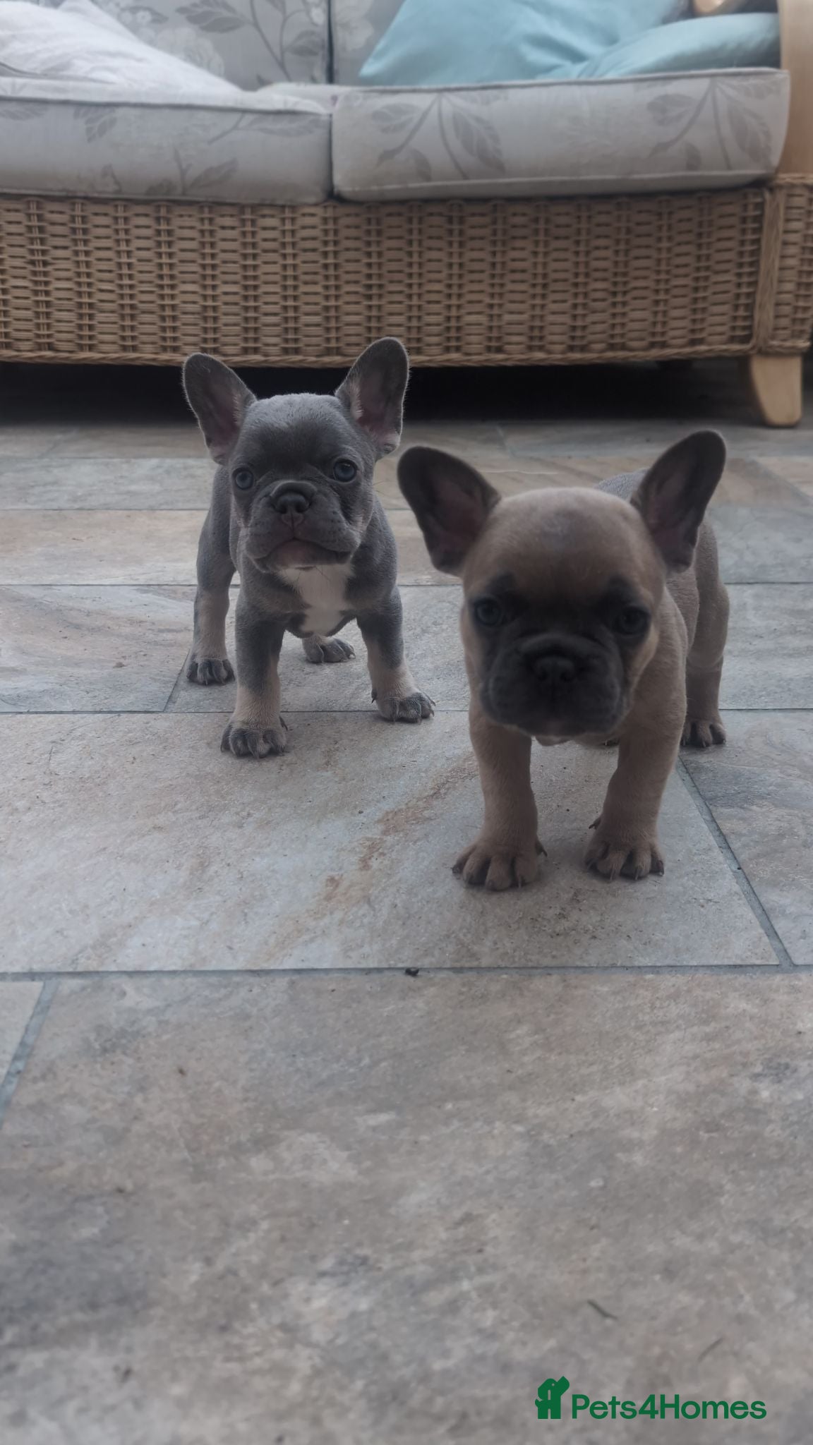 French Bulldog dogs Steven Clayton - Advert 10