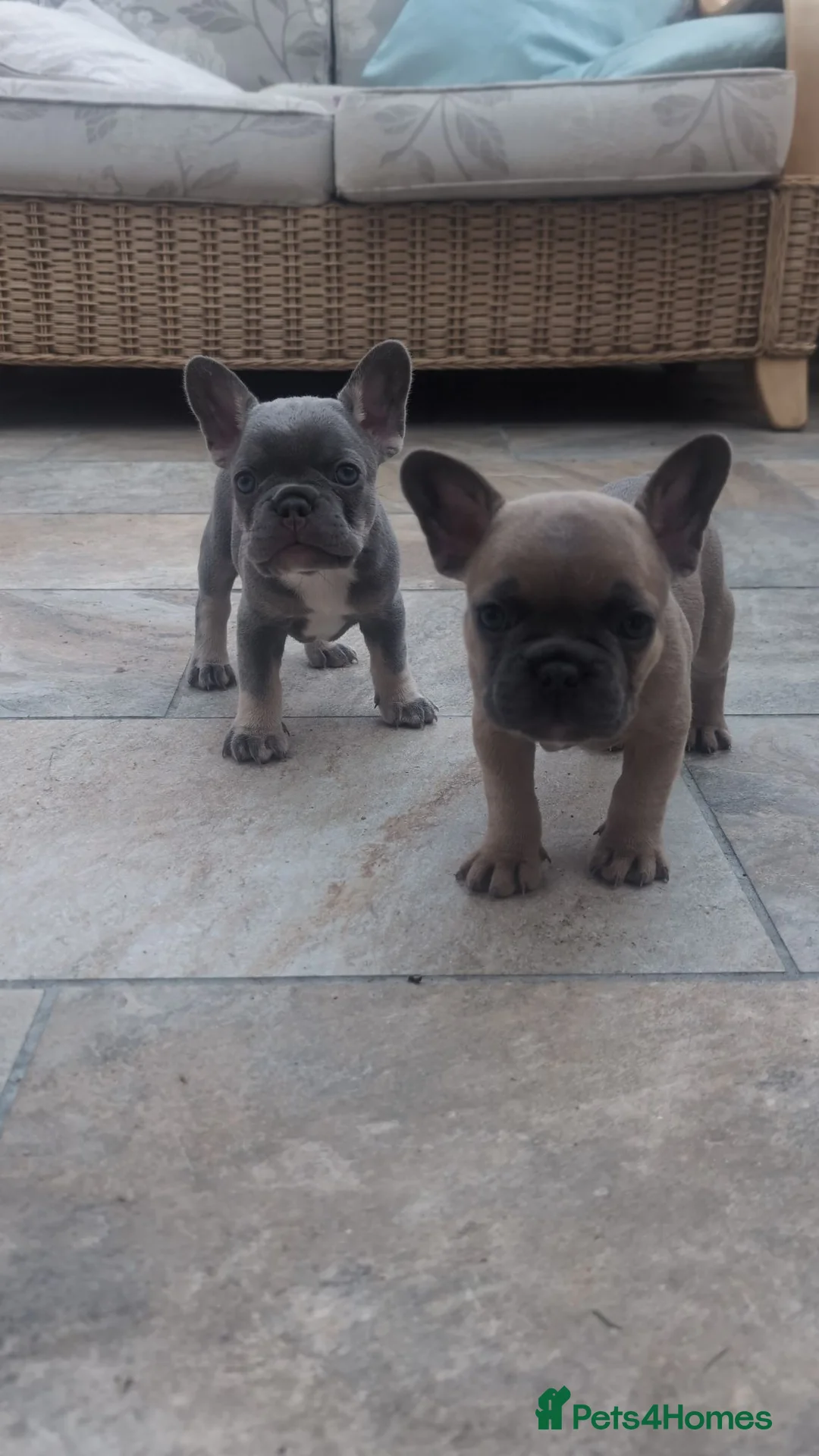 French Bulldog dogs for sale: Steven Clayton - Advert 2