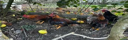Chickens poultry for sale: Bantam Cockerels looking for homes - Advert 4