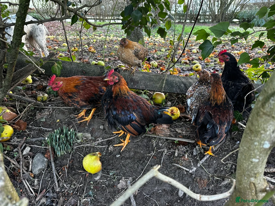 Chickens poultry for sale: Bantam Cockerels looking for homes - Advert 4