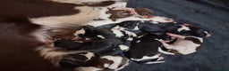 English Springer Spaniel dogs for sale: 🐾KC Reg English Springer Spaniel Puppies for Sale - Advert 7