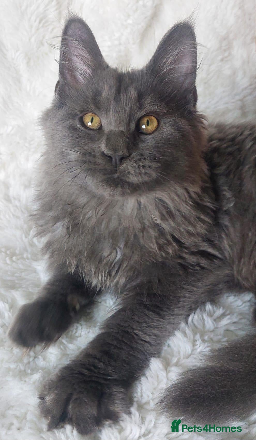 Maine Coon cats Beautiful large boys Russian Bloodline  - Advert 1