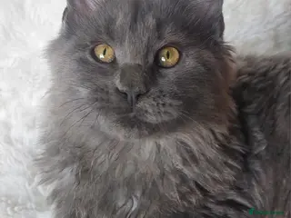 Maine Coon cats Beautiful large boys Russian Bloodline - Advert 1