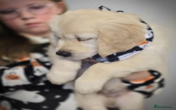 Golden Retriever dogs for sale: Beautiful KC Golden Retriever Babies  - Image 18