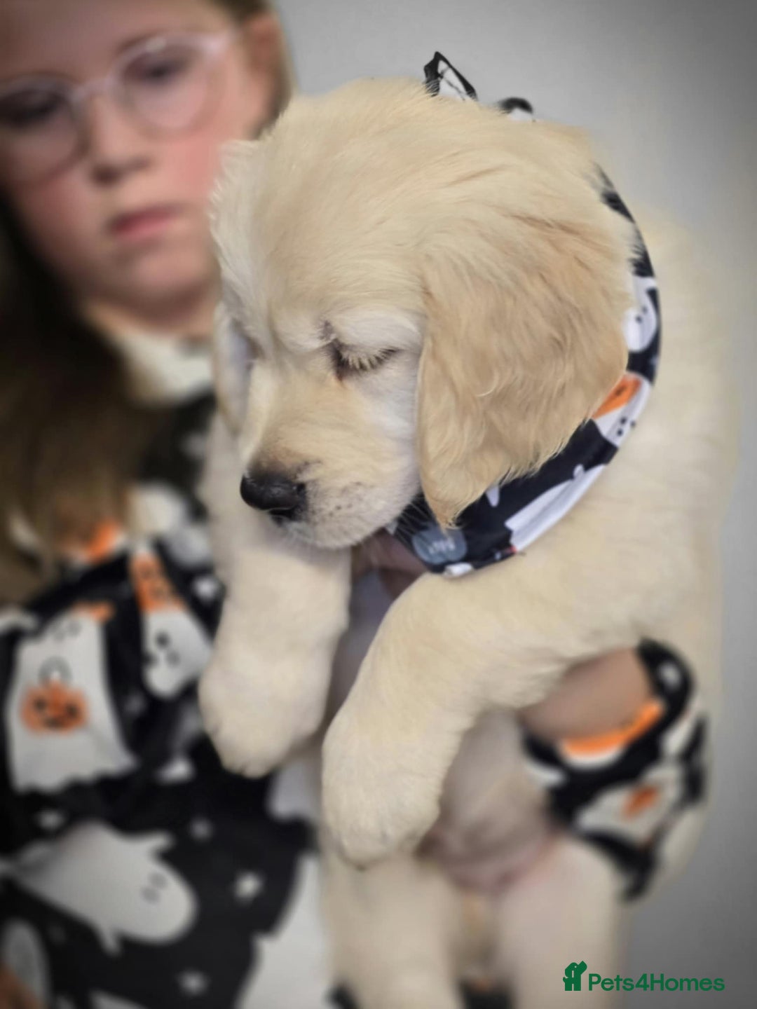 Golden Retriever dogs for sale: Beautiful KC Golden Retriever Babies  - Image 18