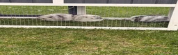 Mini Lop rabbits for sale: Baby mini lops for sale  in Louth - Advert 7