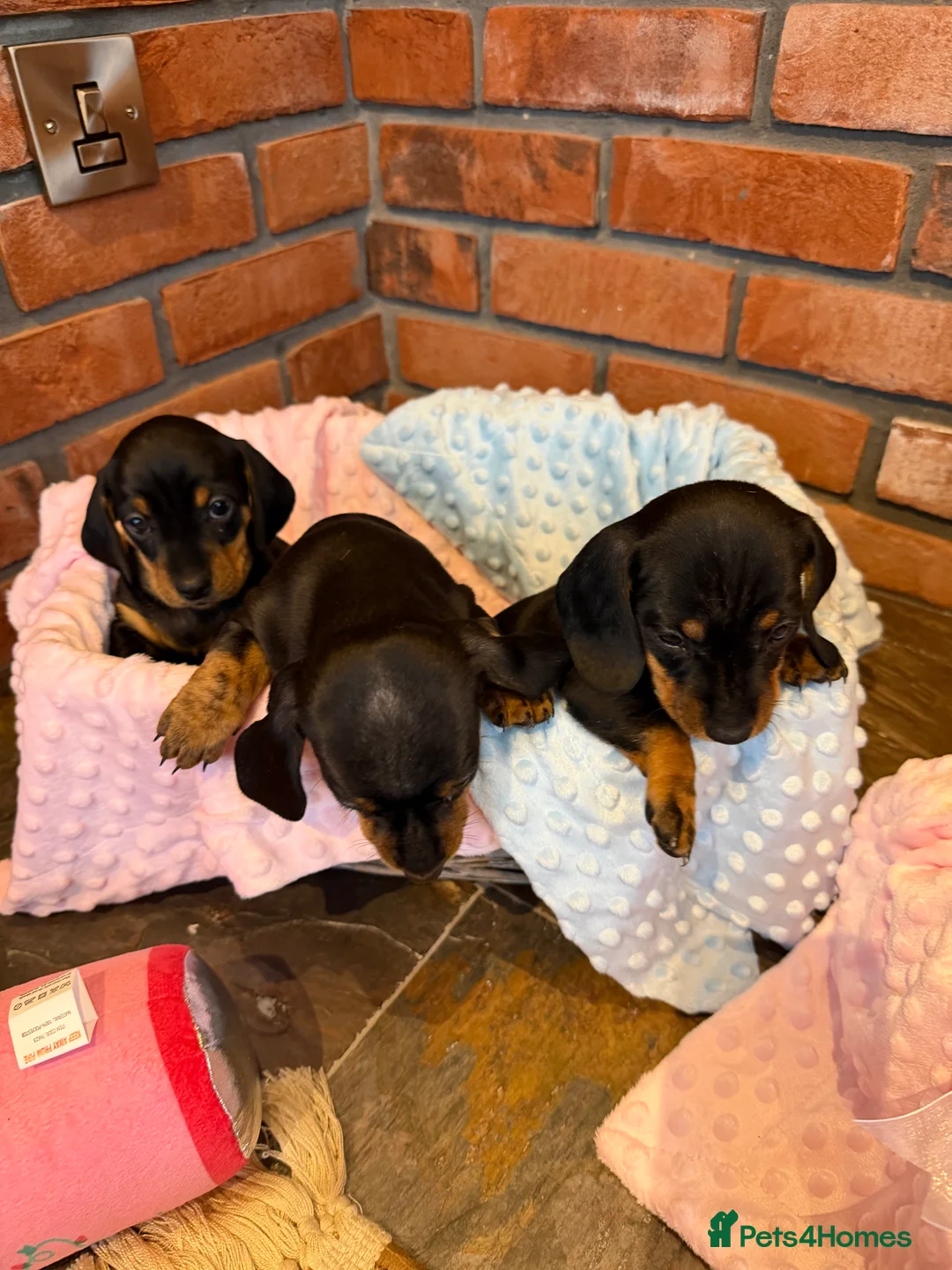 Dachshund dogs for sale: Miniature dachshunds  - Advert 14