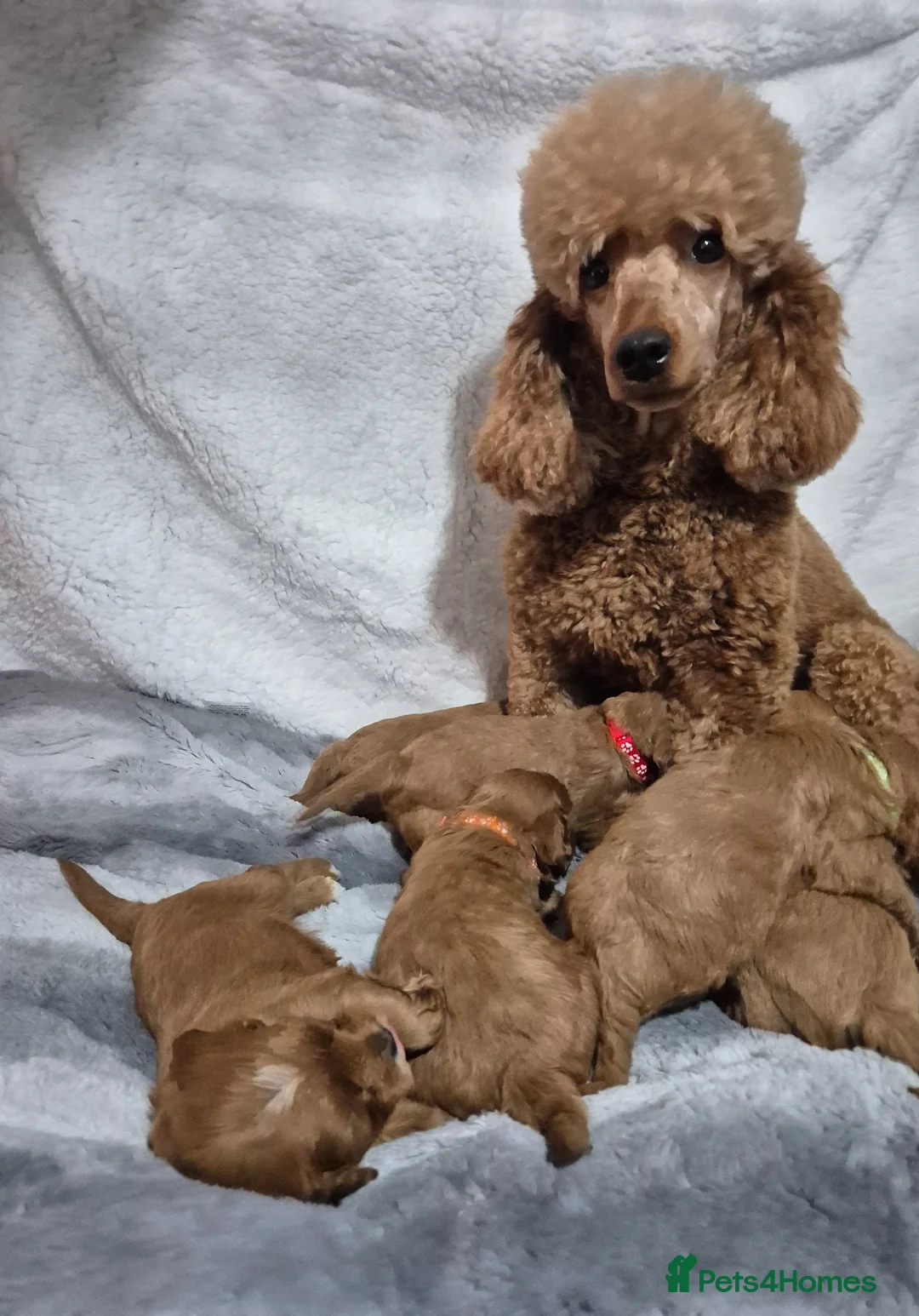 Cavapoo dogs for sale: Beautiful F1 Cavapoo puppies - Advert 23