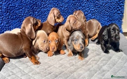 Miniature Dachshund dogs for sale: LH/SH MINI DAXIS RAINBOW COLOURS PRA KC REG - Image 1