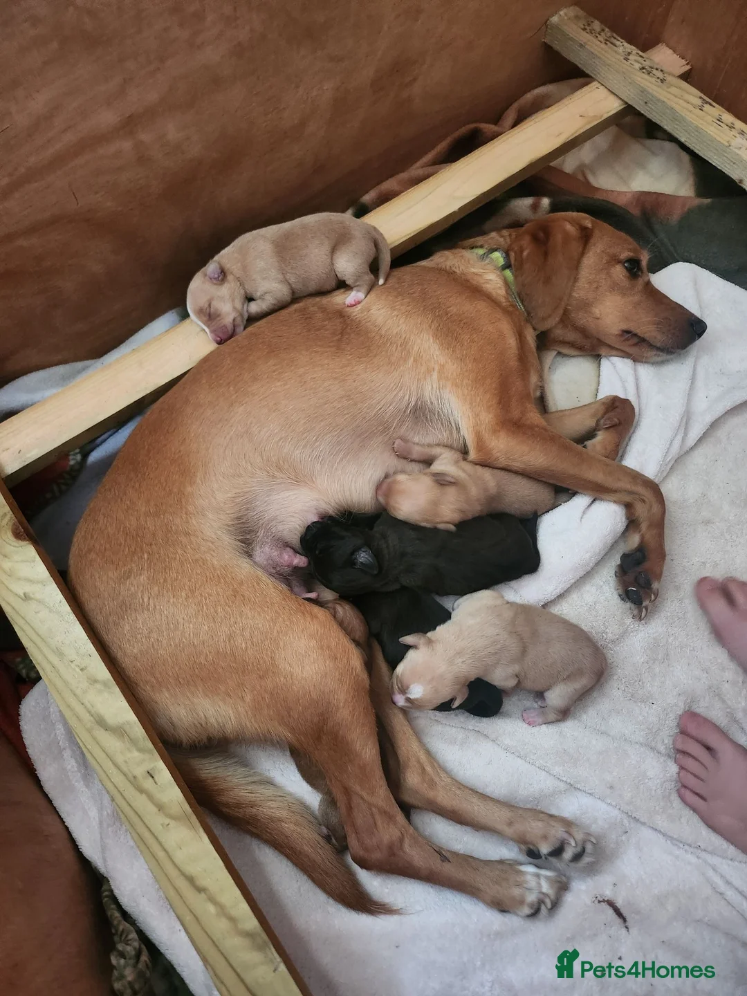 Mixed Breed dogs for sale: Pointer cross with Patterdale  - Advert 11