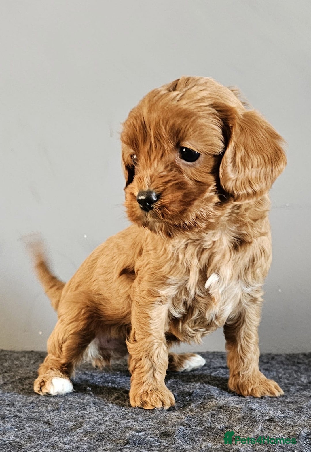 Cavapoo dogs for sale: Cavapoo puppy for sale - Image 2