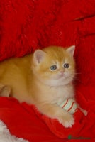 British Shorthair cats ✨ Golden British Shorthair Exclusive readyDecember - Advert 5