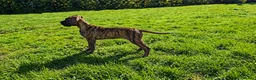 Great Dane dogs for sale: Only 1 girl left - Stunning Brindle Great Dane pup - Advert 3