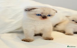 Scottish Fold cats for sale: Half Scottish half British short hair  in London - Image 18