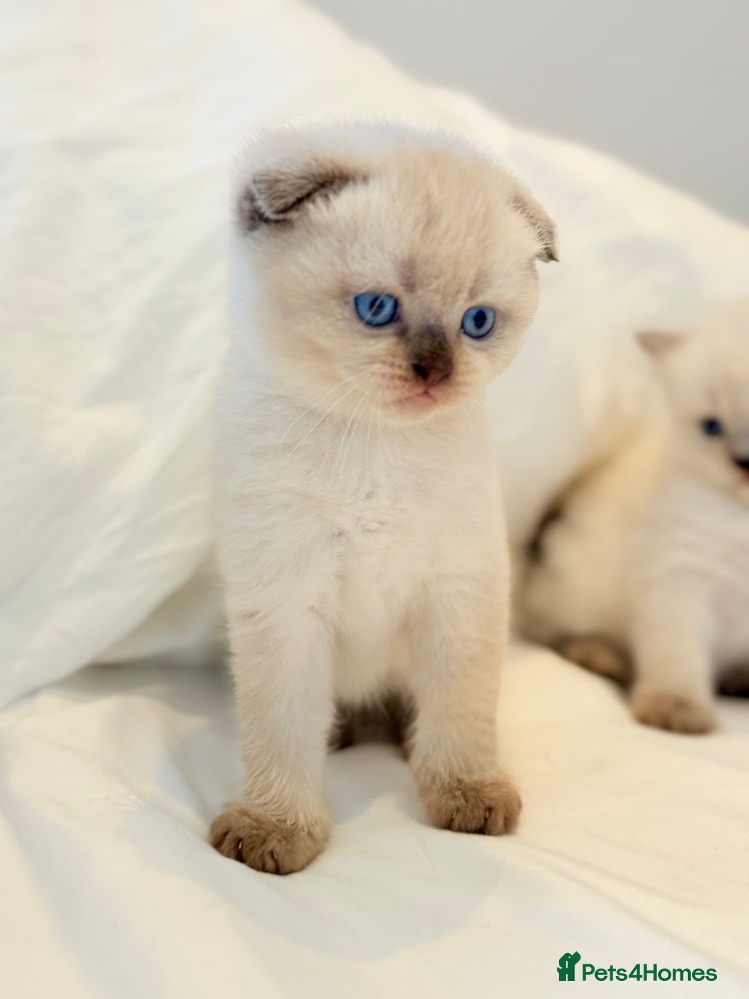 Scottish Fold cats for sale: Half Scottish half British short hair  in London - Image 18