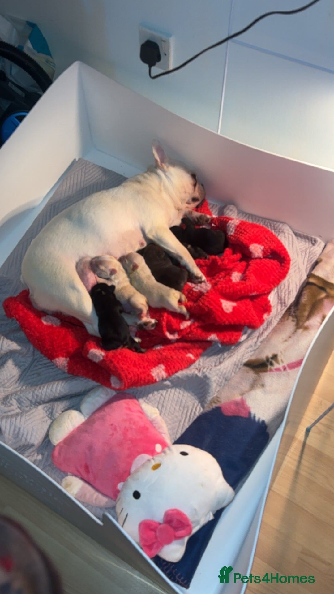 French Bulldog dogs for sale: French bulldog pups - Image 2