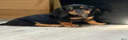 Basset Hound dogs for sale: 🐾 Mini Bassetts🐾 - Advert 3