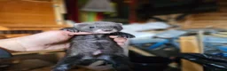 Ferret rodents for sale: FULL EU POLECAT  - Advert 4