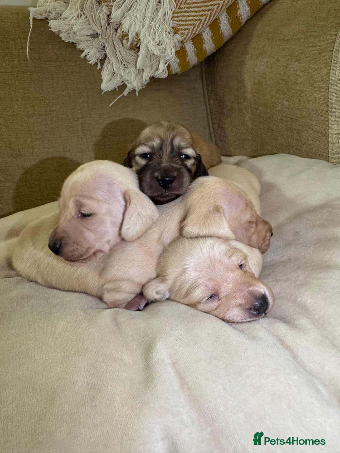 Dachshund dogs for sale: Stunning litter-cream miniature dachshund puppies - Advert 8
