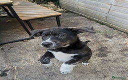 Mixed Breed dogs for sale: Two beautiful Staffy x Husky puppies  - Image 10