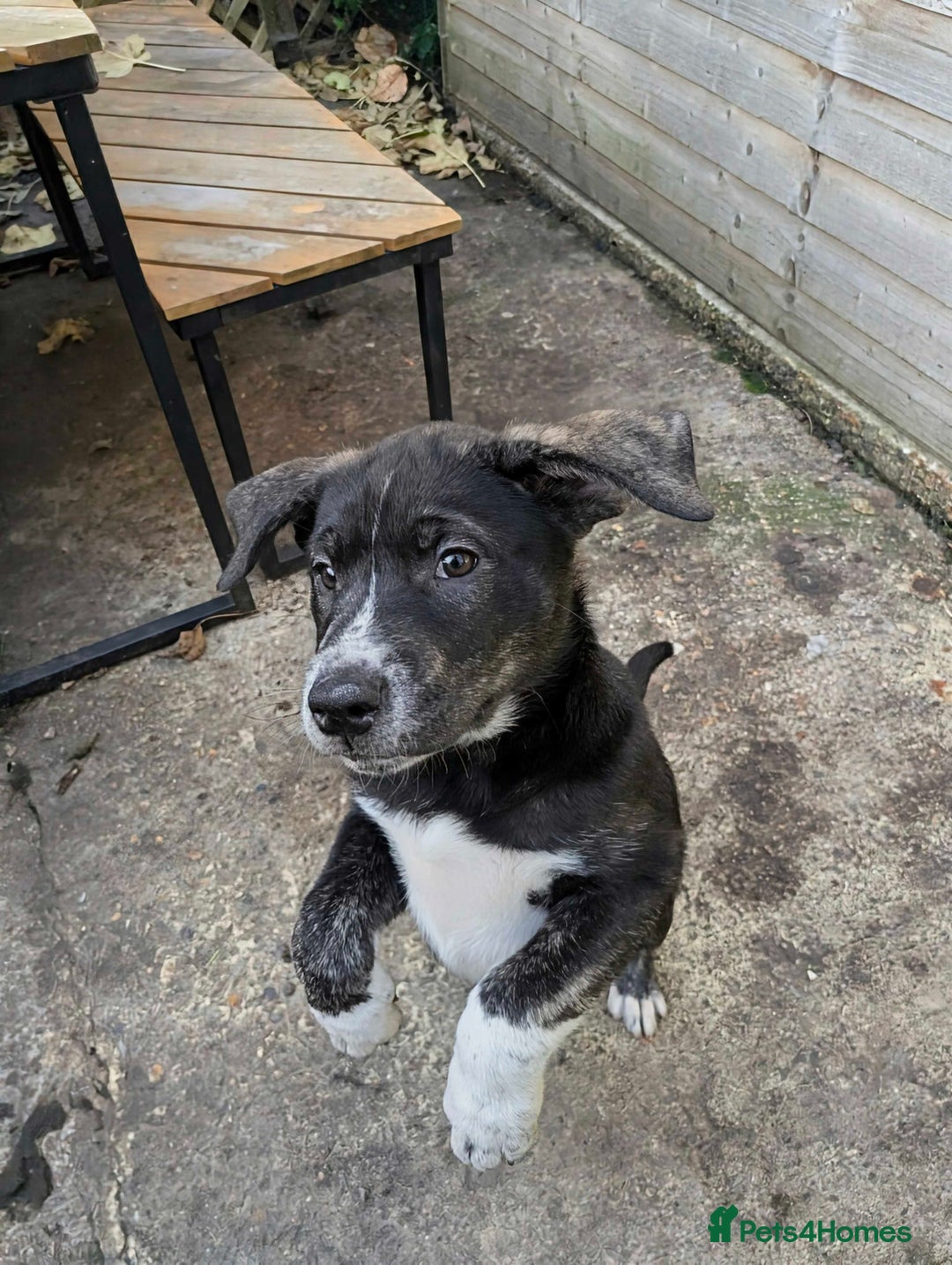 Mixed Breed dogs for sale: Two beautiful Staffy x Husky puppies  - Image 10