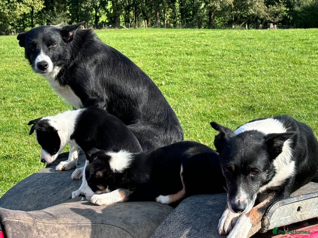 Border Collie dogs for sale: Gorgeous Border Collie Pups - Image 6