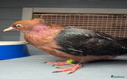 Pigeons birds for sale: Baby Archangel Pigeon - Advert 1