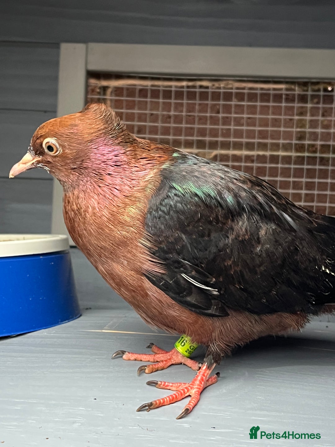 Pigeons birds for sale: Baby Archangel Pigeon - Advert 1