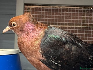 Pigeons birds Baby Archangel Pigeon - Advert 1