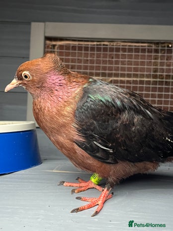 Pigeons birds Baby Archangel Pigeon - Advert 1