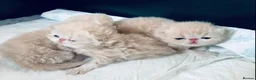 Persian cats for stud: G.C.C.F cream Stud Pedigree Champion Lineage - Advert 8