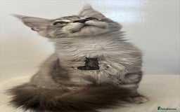Maine Coon cats for sale: Maine Coon boy male blue silver tabby TICA ready  - Advert 2