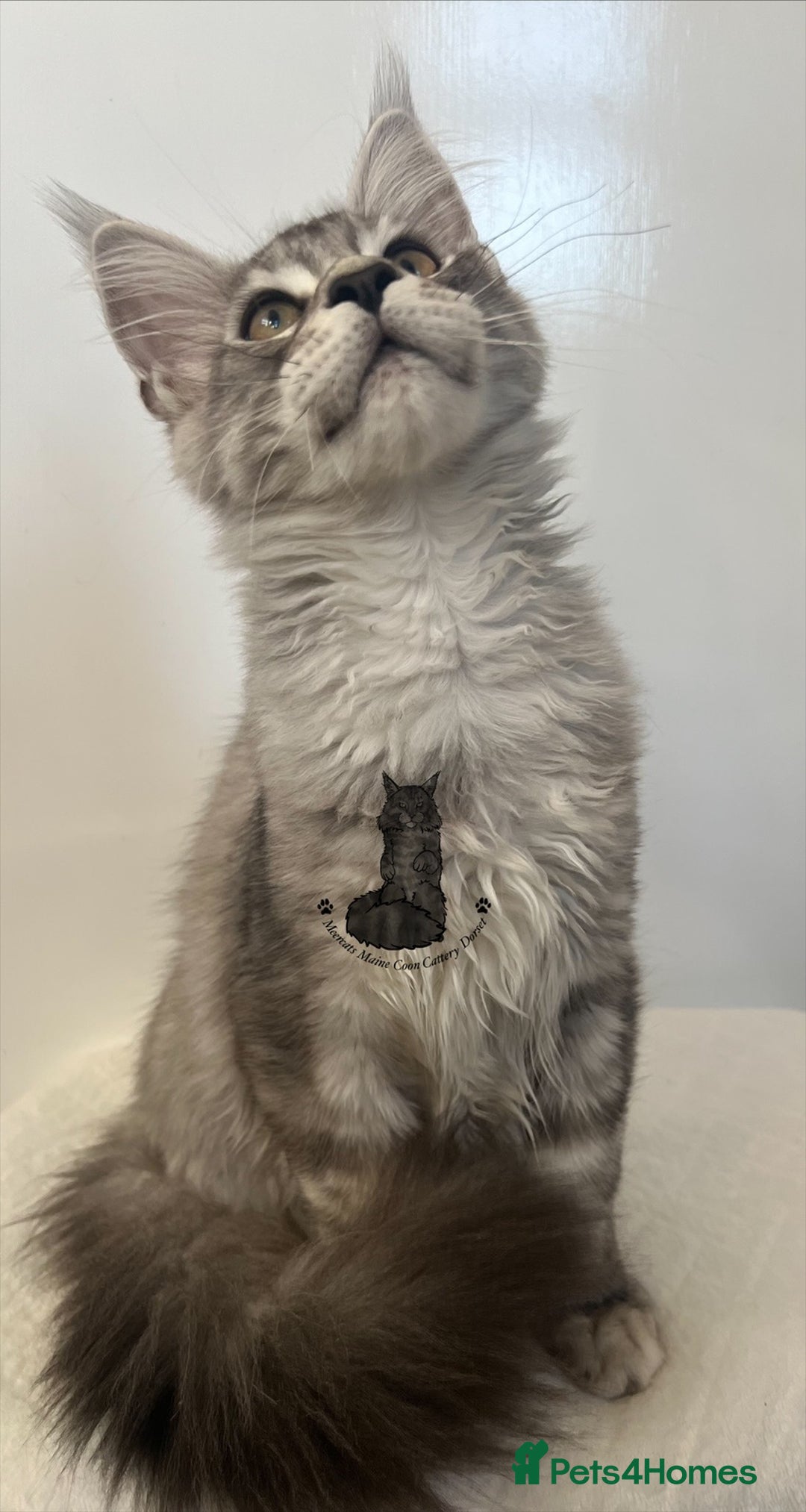 Maine Coon cats for sale: Maine Coon boy male blue silver tabby TICA ready  - Advert 2