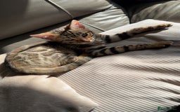 Bengal cats for sale: Pure bred bengal kittens - Image 26