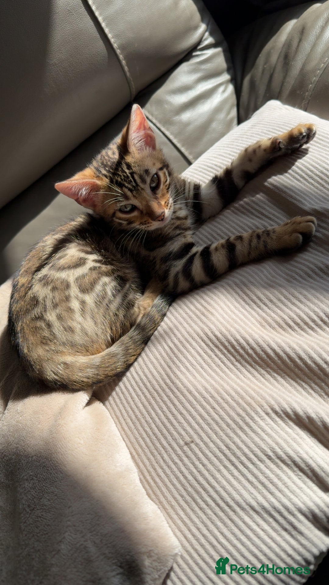 Bengal cats for sale: Pure bred bengal kittens - Image 26