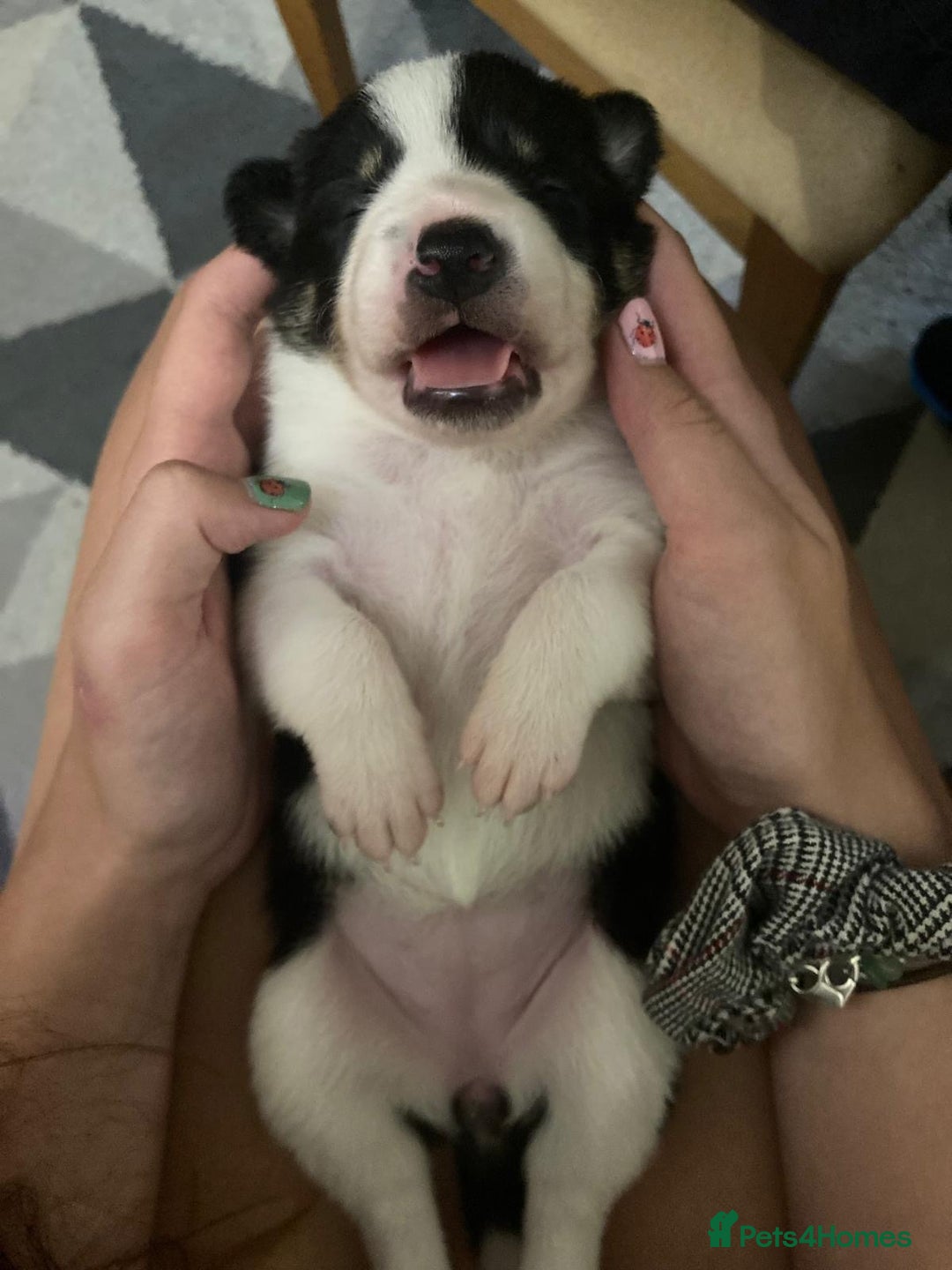 Border Collie dogs for sale: 3 beautiful female pups remaining - Image 6