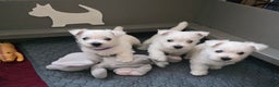 West Highland Terrier dogs for sale: Strong full of life and joy girls KC registered  - Advert 3