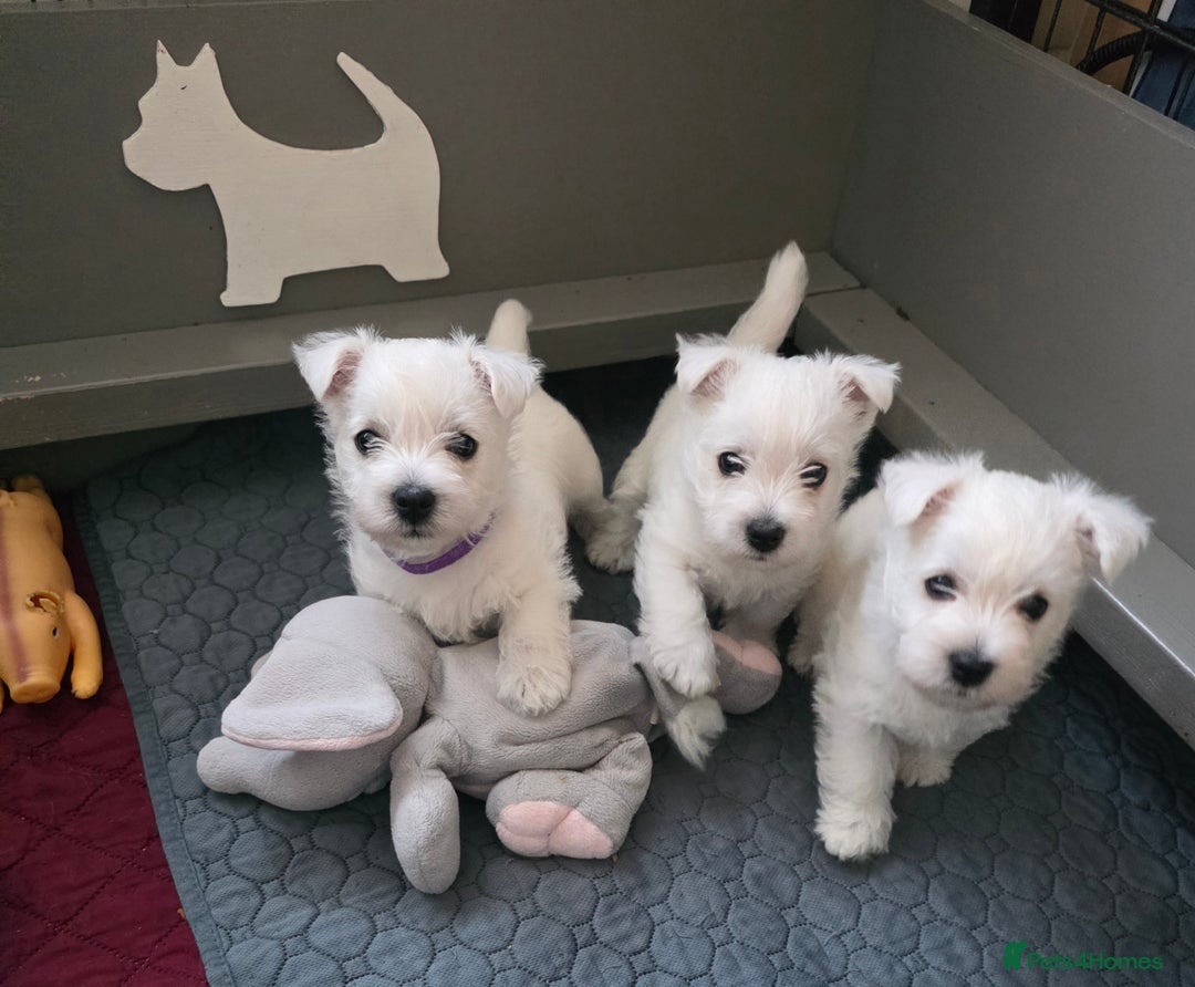 West Highland Terrier dogs for sale: Strong full of life and joy girls KC registered  - Advert 3